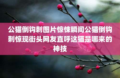 公猫倒钩刺图片惊悚瞬间公猫倒钩刺惊现街头网友直呼这猫是哪来的神技